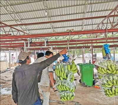 柬中拓展農產品貿易空間巨大 第一現(xiàn)場